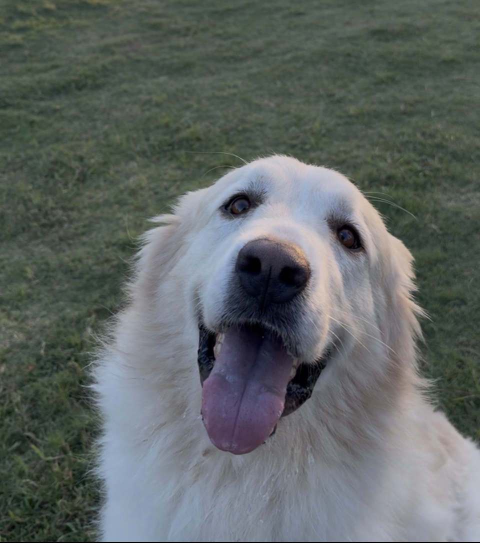 Suki